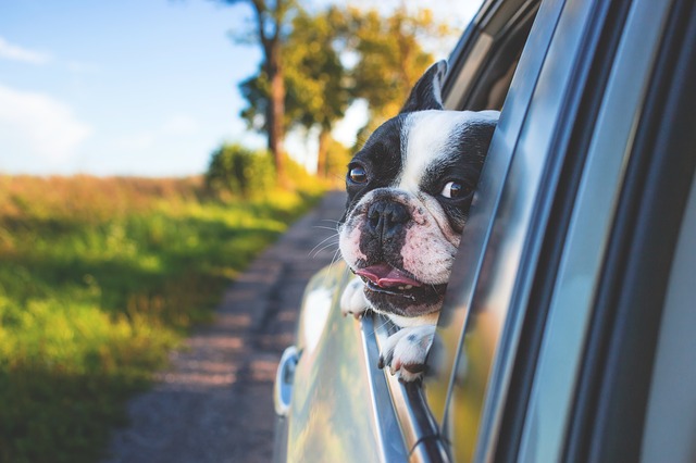 Trasportare gli animali in auto: cosa c'è da sapere?